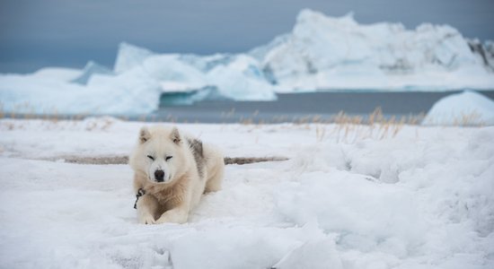 Ne haskijs, ne malamuts: Grenlandes suns, kas radis dzīvei aukstumā