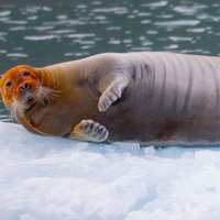 На льдине сфотографирован тюлень с оранжевой головой