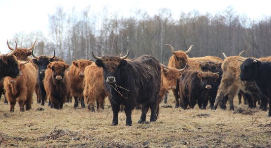 Jaunā Augšdaugavas novada tūrisma objekti – pastaigu un vēstures cienītājiem