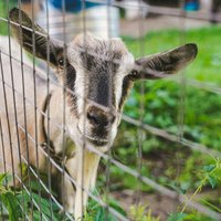 Pirmdiena lielākoties būs bez nokrišņiem, vietām nedaudz līs