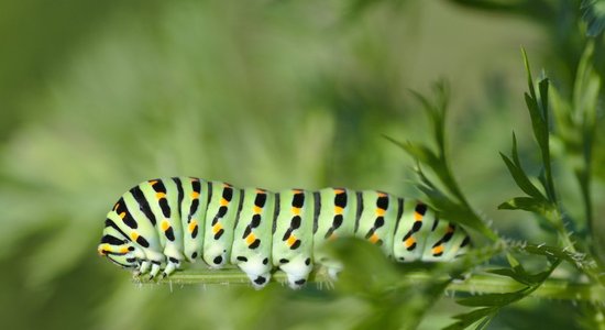 Kā temperaments var ietekmēt veselību?