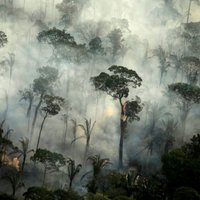 Jūnijā Amazonē fiksēto ugunsgrēku skaits aug par 20%
