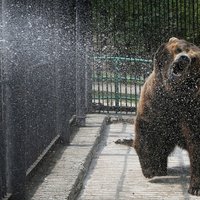 Foto: Kā zvēri zoodārzos veldzējas lielā karstuma laikā