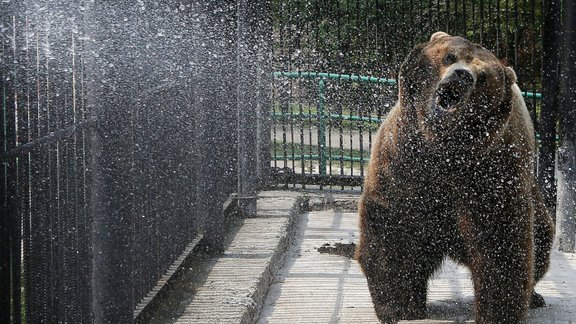 Foto: Kā zvēri zoodārzos tiek galā ar lielo karstumu - 13