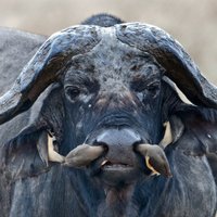 Профессиональный охотник погиб в Лимпопо после нападения буйвола