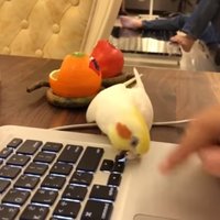 Amizants video: Nešpetns putniņš spītīgi čiepj klaviatūras taustiņu
