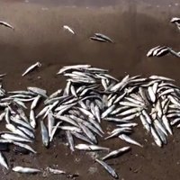 ВИДЕО: На Рижском взморье очевидцы нашли пять тонн дохлой рыбы (+комментарий РД)