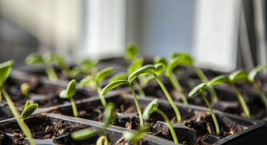 Sagaidi pavasari lieliskā pašsajūtā - vienkārši veidi, kā attīrīt organismu