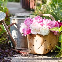 Cад, огород и теплица: Календарь садовода на июнь