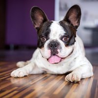 Britu veterinārārsti iesaka neizvēlēties franču buldogus un citus brahicefālus suņus