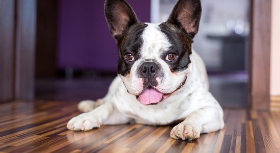 Britu veterinārārsti iesaka neizvēlēties franču buldogus un citus brahicefālus suņus