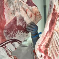 LOSP: Latvijas kautuves ir orientētas uz zemākas kvalitātes liellopu gaļas piedāvājumu