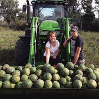 Foto: Ilūkstes novada saimniecībā izaudzētas vairākas tonnas arbūzu