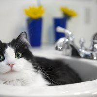 Kāpēc kaķiem patīk uzturēties vannasistabā
