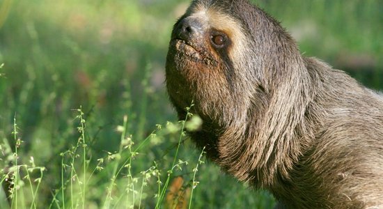 Lēns kā gliemezis vistiešākajā nozīmē jeb Pieci visgausākie dzīvnieki pasaulē