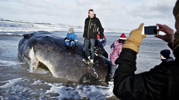 APTOPIX Denmark Beached Whale.JPEG-04572 - titul