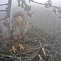Трагедия в гнезде орланов: самец пропал, самка выбросила птенцов из гнезда