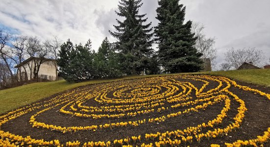 ФОТО. В Тукумсе зацвела роза из крокусов