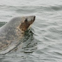 В Латвии проведут эксперимент, разрешать ли рыбакам отстреливать тюленей