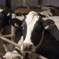 Aizdomas par bīstamā Q drudža izplatību starp govīm divās zemnieku saimniecībās