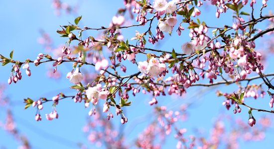 Foto: Uzvaras parkā Rīgā uzziedējušas sakuras