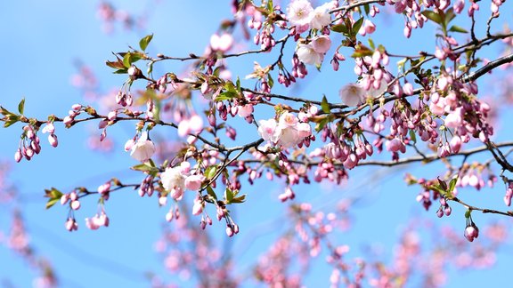 Rīgā Uzvaras parkā uzziedējušas sakuras - 8