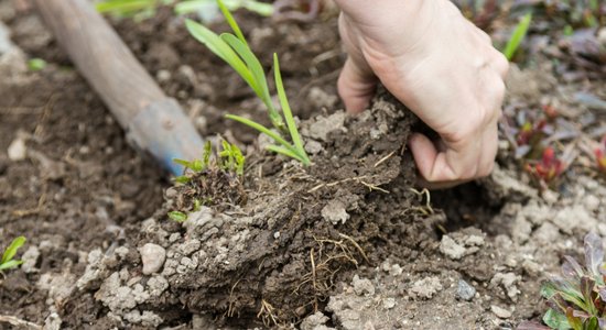 Rudens – ērtākais laiks liliju pārstādīšanai