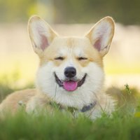 Mīts vai patiesība: suns spēj smaidīt