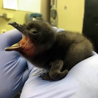 Bovija vārdā nosaukts pingvīniņš ASV