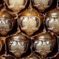 Video: Kā no mazajām oliņām attīstās darbīgās bites