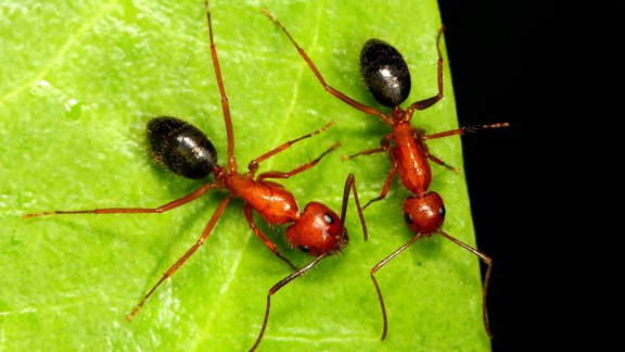 Floridas galdniekskudras, Camponotus floridanus