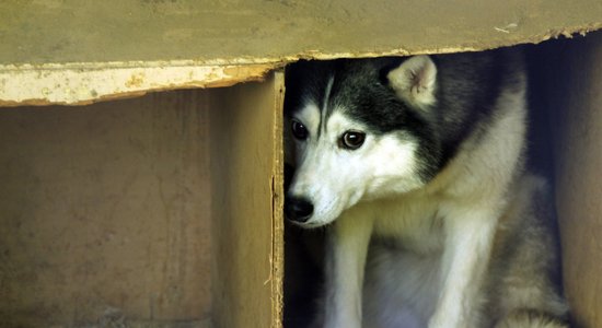 Куклы, брошки и игрушки: Рижский русский театр приглашает на онлайн-аукцион в поддержку бездомных животных