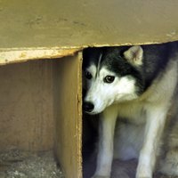 Medijs: Pasaules kauss apdraud klaiņojošos suņus Krievijā