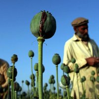 Narkotirgoņi Afganistānā sola nebijušu opija magoņu ražu