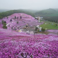 Gluži kā pasaku zeme: vareni ziedošs parks Japānā