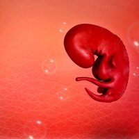 Ученые: поедание матерьми своей плаценты вредит женскому организму