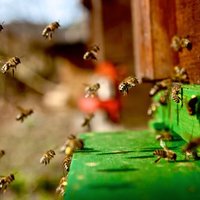 Turpinās biškopju un rapšu audzētāju ķīviņi