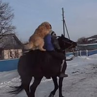 Video: Baškīrs sunim iemācījis jāt ar zirgu