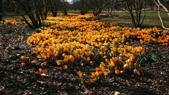 Ziedošais Uzvaras parks - 3