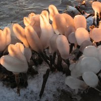 Foto: Rīgas pievārtē aculiecinieci apbur 'ledus koraļļi'