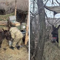 Krievija savā okupantu armijā iesaista īstus ēzeļus