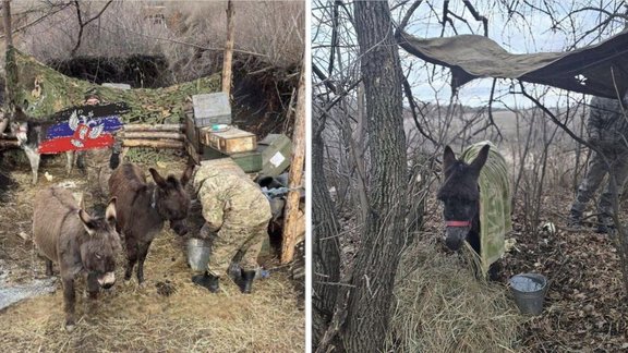 Krievija savā okupantu armijā iesaista īstus ēzeļus