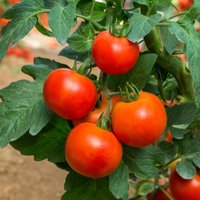 Kā rūpēties par tomātiem, kas aug uz lauka