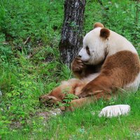 Foto: Kā dzīvo Kizai – vienīgā brūnā panda pasaulē