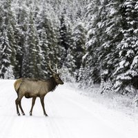 EK ceļ trauksmi: Latviju apdraud jauna kaite – briežu nīkuļošanas slimība