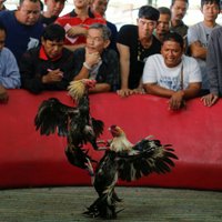 Foto: Taizemē ar gaiļu kaujām atzīmē ugunīgā gaiļa gada sākumu