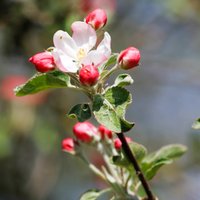 Весна на подоконнике: как заставить расцвести веточку яблони или смородины прямо сейчас