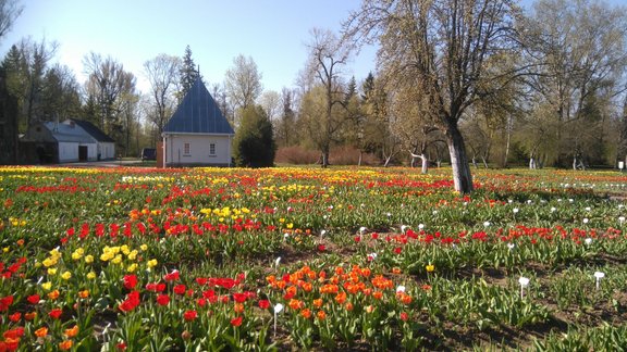 Burbišķu muižas dārzā zied tulpes - 18