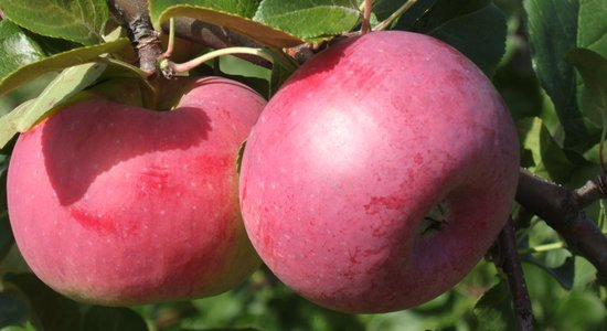 Piecas ābolu šķirnes, kas piemērotas glabāšanai un baudīšanai ziemā