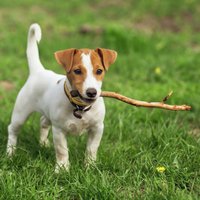 Опасна ли для собаки игра с палкой?